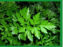 Здоровое питание