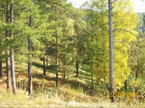 Презентация к уроку окружающий мир по теме Ельник