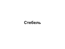 Презентация Стебель 6 класс