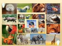 Animals are in danger