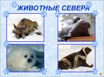 Животные севера