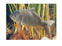 Презентация к уроку(занятию) с использованием современных информационно- коммуникационных технологий в форме игры Да - Нет