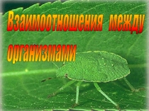 Презентация по биологии на тему  Взаимоотношения между организмами