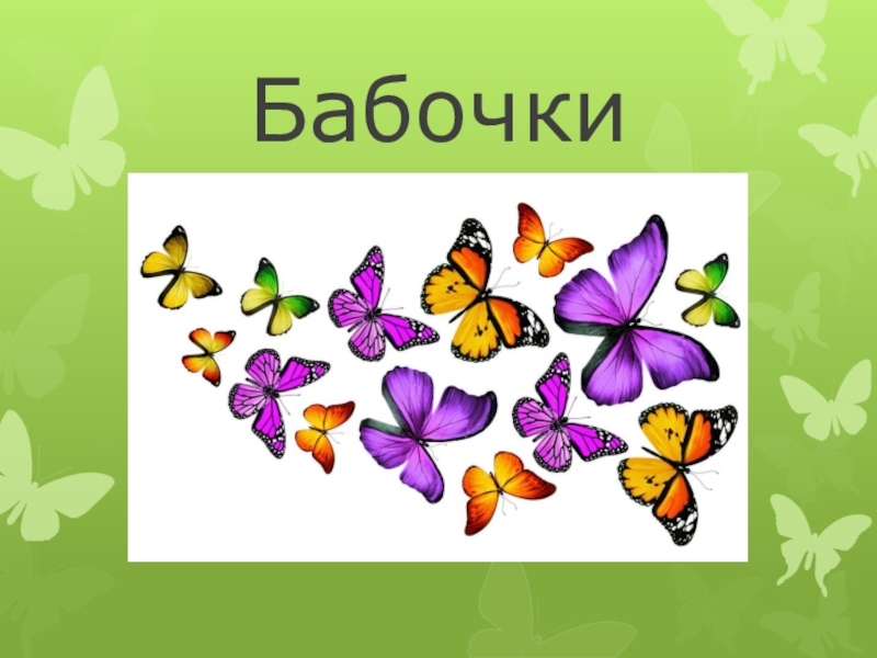 Чешуекрылые