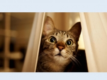 Презентация к уроку окружающего мира Почему мы любим кошек и собак