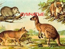 Презентация по биологии на тему: Отряд сумчатые. Общая характеристика (7 класс)