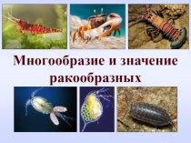 Презентация по биологии на тему Класс Ракообразные (7 класс)