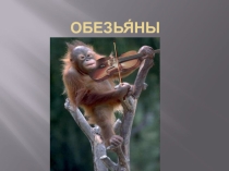 Презентация по биологии на тему обезьяны (7 класс)