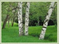 Презентация к уроку окружающего мира по теме: Грибы