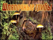 Презентация по теме Грибы. (Окружающий мир. 2 класс)