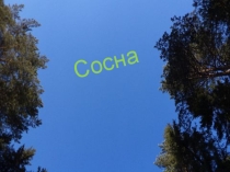 Занятие внеурочной деятельности на тему: Сосна