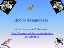 Презентация по биологии Экологические группы птиц