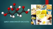 ЦИКЛ ЛИМОННОЙ КИСЛОТЫ (Батиров Бехзод)
