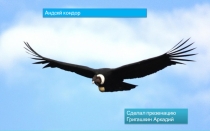 Животные Южной Америки - Кондор