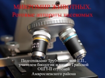 Презентация по биологии Ротовые аппараты насекомых (7 класс)