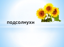 Презентация по ознакомлению с окружающим Подсолнухи