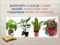 Бөлме өсімдіктері