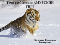 Презентация по окружающему миру Амурские тигры