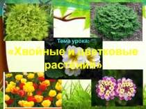 Презентация к уроку окружающего мира во 2 классе на тему: Хвойные и цветковые растения