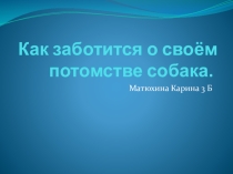 Как заботится о своём потомстве собака 3 класс