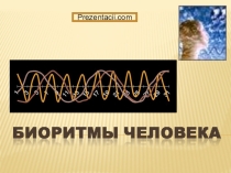Презентация по биологии Биоритмы человека
