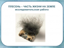Презентация по окружающему миру Плесень - часть жизни на Земле