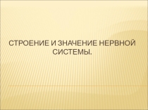 Презентация по биологии на тему Строение и значение нервной системы