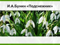 К уроку И.Бунин Подснежник
