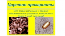ПРЕЗЕНТАЦИЯ ПО БИОЛОГИИ ПО ТЕМЕ ЦАРСТВО ПРОКАРИОТЫ