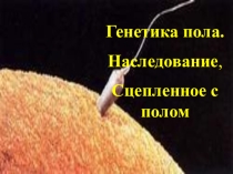 Презентация по биологии Генетика пола