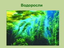Презентация по биологии на тему Водоросли