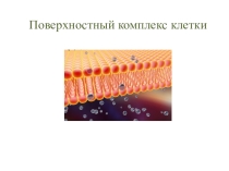 Презентация по биологии 11 класс Клеточная мембрана