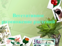 Презентация к уроку биологии Вегетативное размножение растений (6 класс)