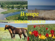 Презентация В мире заповедного