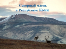 Презентация Северный олень в Республике Коми