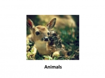 Презентация Animals. 3 класс