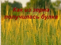 Презентация к внеклассному мероприятию Хлеб – всей жизни голова