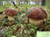 ПРЕЗЕНТАЦИЯ НА ТЕМУ ГРИБНОЕ ЛУКОШКО В РАМКАХ ОБЪЕДИНЕНИЯ ДОПОЛНИТЕЛЬНОГО ОБРАЗОВАНИЯ ДРУЗЬЯ ПРИРОДЫ.