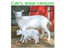 Презентация по осетинскому языку на тему Домашние животные (5 класс)