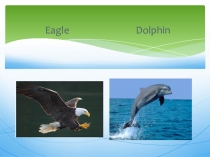 Презентация к уроку в 4 классе по теме Животные. Степени сравнения многосложных прилагательных