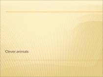 Презентация по английскому языку на тему Clever animals