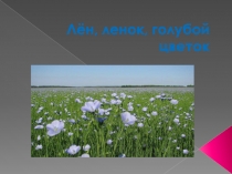 Лён, ленок, голубой цветок