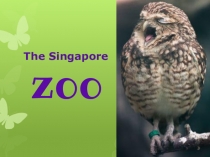 Презентация по английскому языку на тему  The Singapore zoo(7 класс)