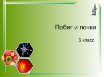 Презентация к уроку на тему Побег и почки