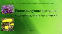 Презентация по развитию устной речи на тему Раннецветущие растения (2 класс)