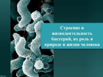Презентация по биологии Бактерии 9 класс