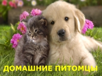 Презентация Домашние питомцы (5 класс)