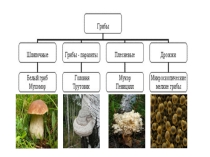Презентация по Окружающему миру Грибы , бактерии, вирусы