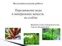Презентация Передвижение воды и минеральных веществ по стеблю