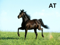 Презентация для урока родного языка Домашние животные - Йорт хайваннары